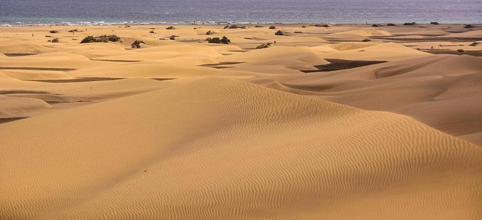 Relax Bungalow With Parking Villa Maspalomas  Dış mekan fotoğraf